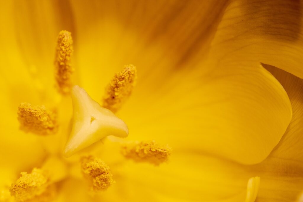 Pollen allergia1_2